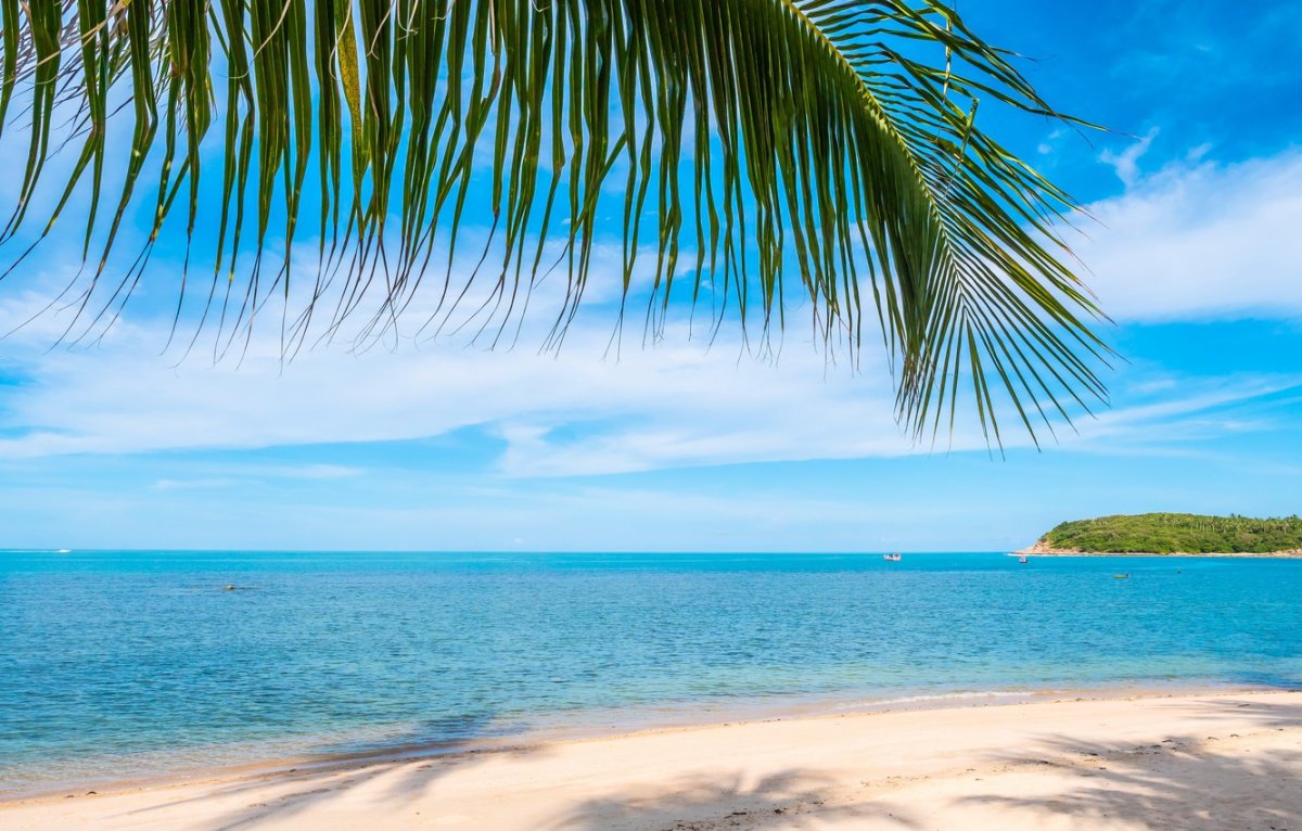 пальмы на пляже фото