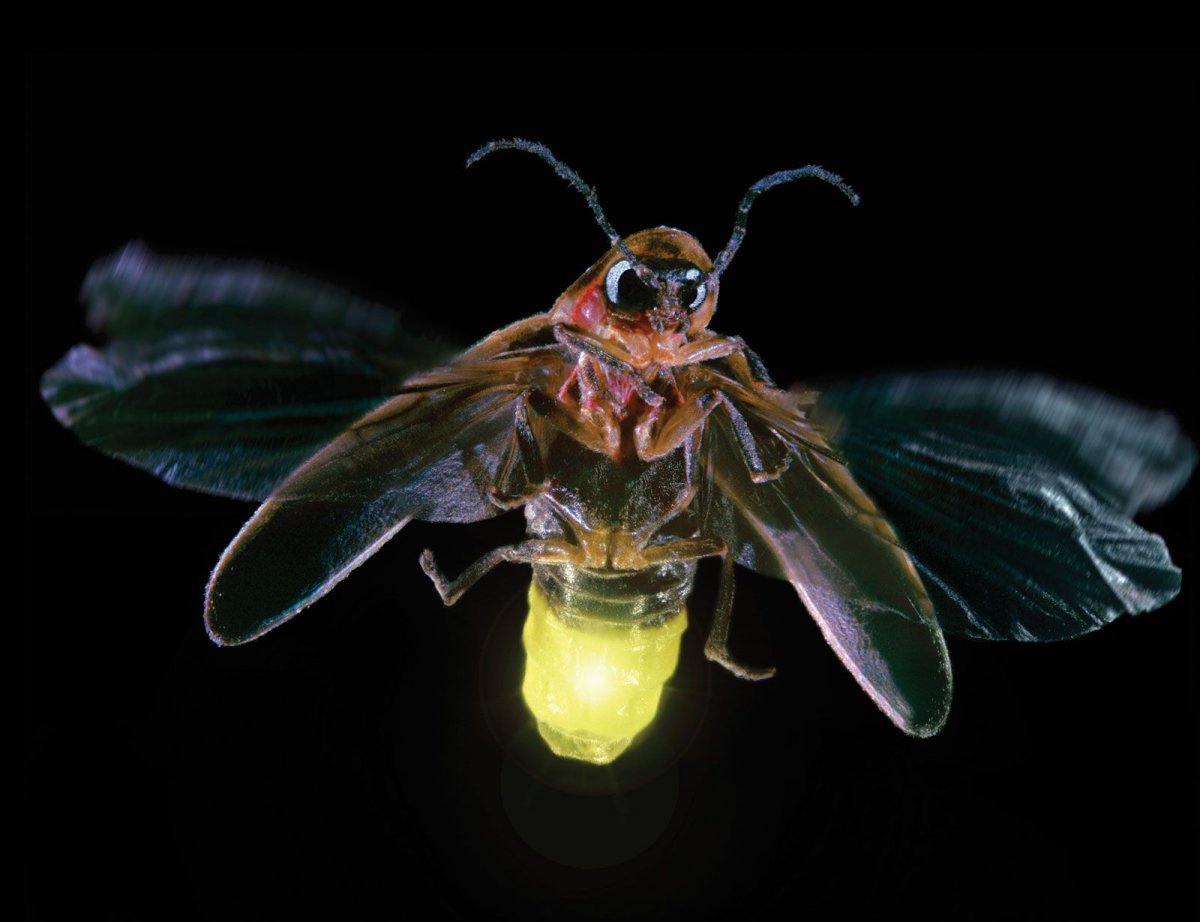 Светляк обыкновенный личинка