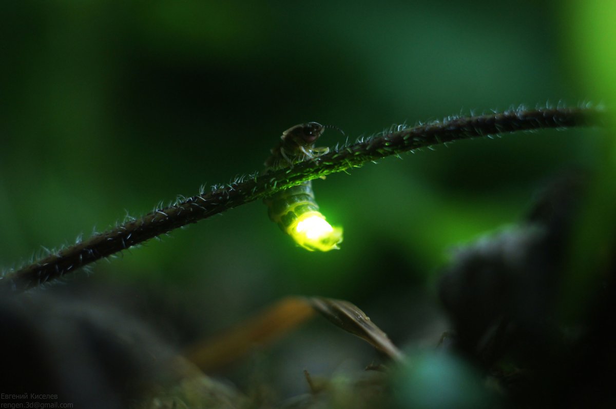 Биолюминесценция светлячков
