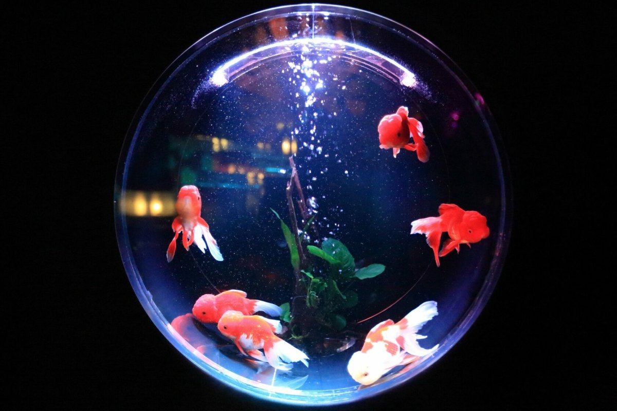 Фото с рыбками в аквариуме