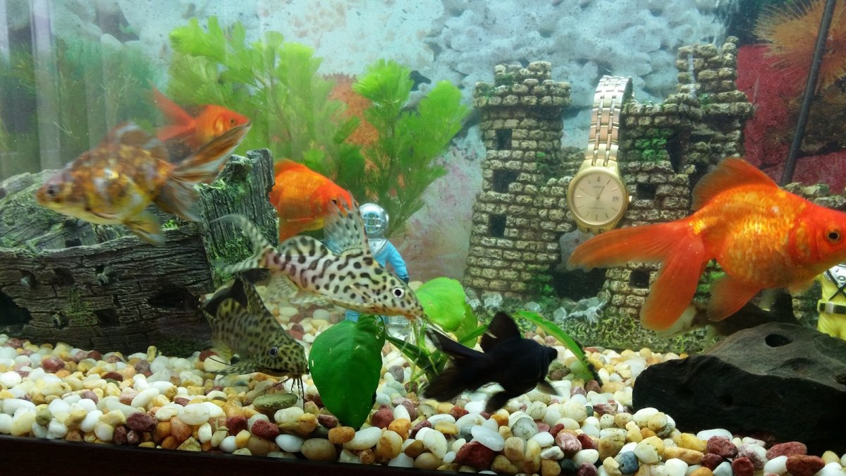 Рыбы в аквариуме