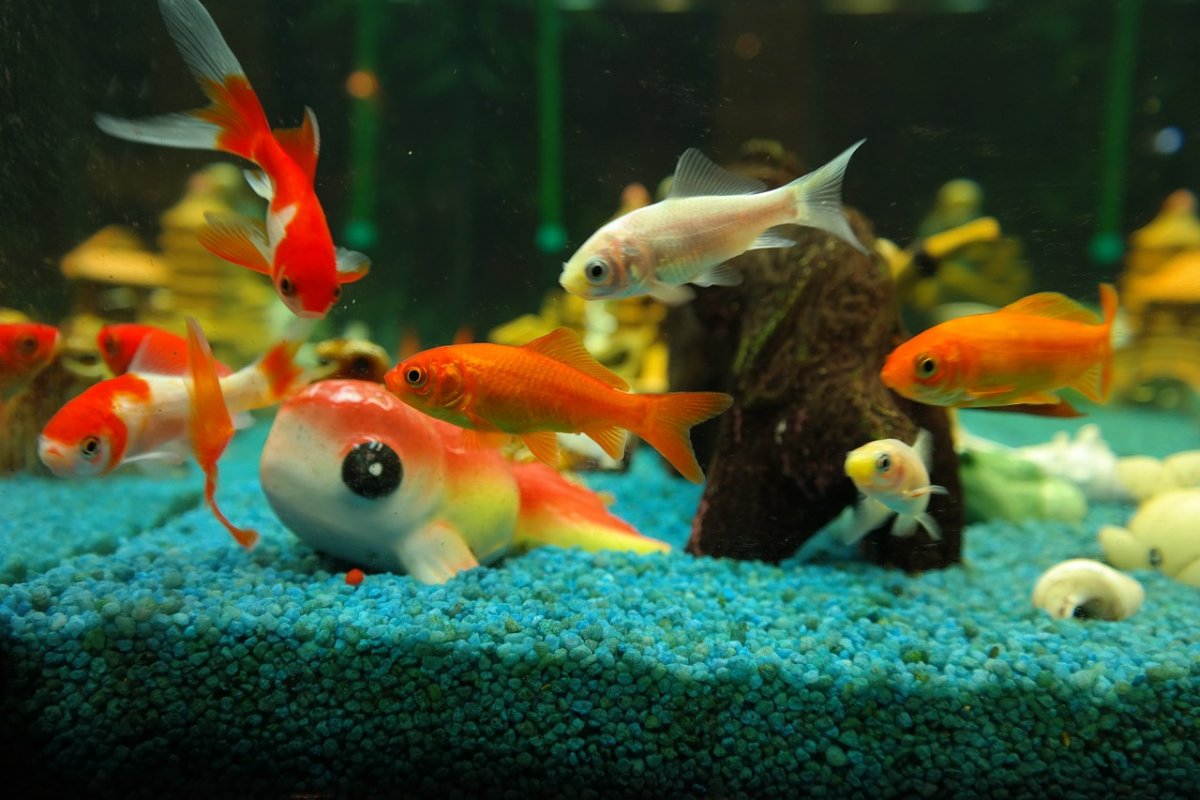 Аквариумные рыбки в аквариуме