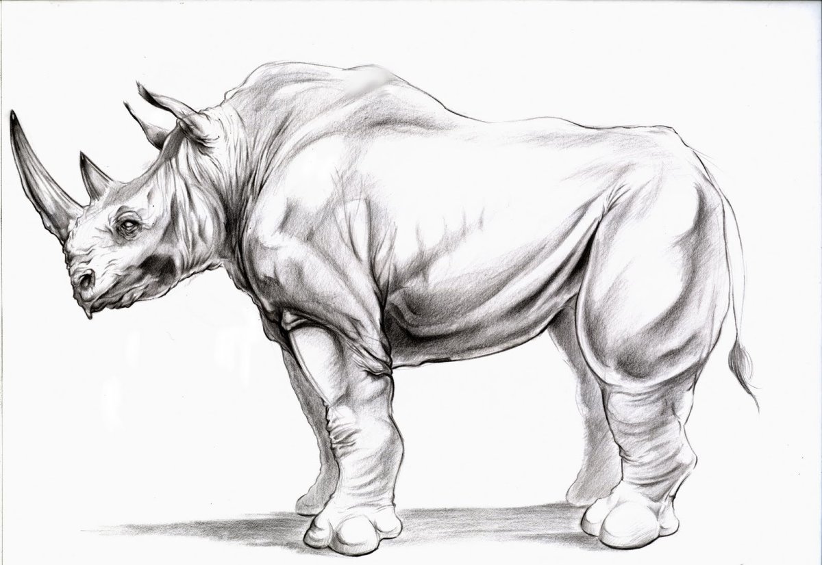 Картинки животных для срисовки карандашом