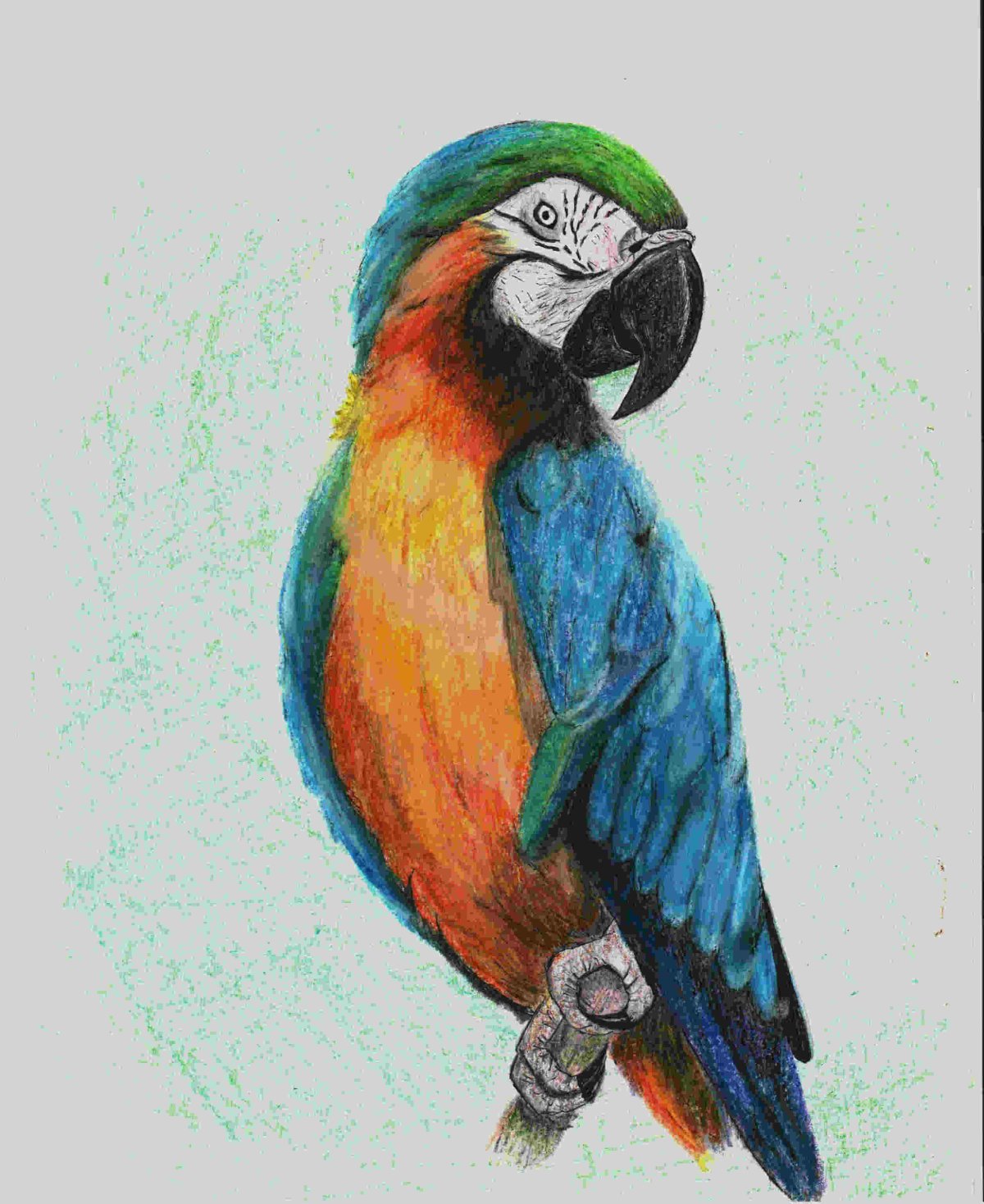 Красивые попугайчики для срисовки