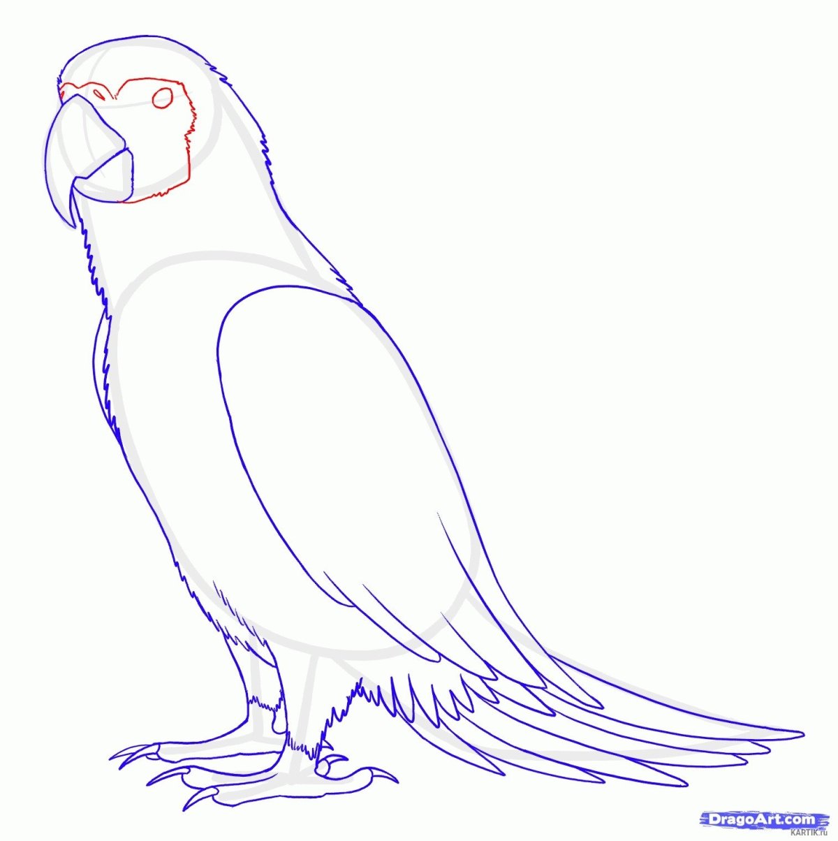 Пошаговое рисование попугая