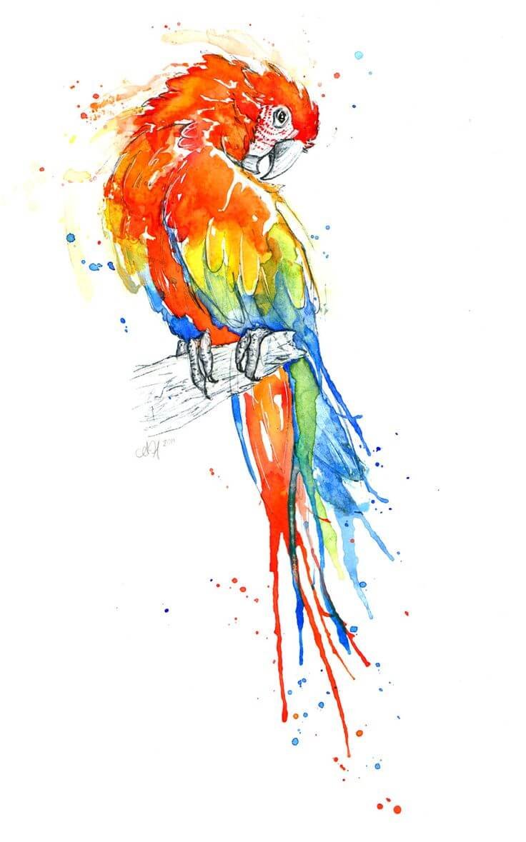 Рисунки попугаев красками