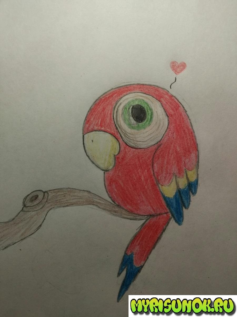 Лёгкий рисунок попугая для срисовки