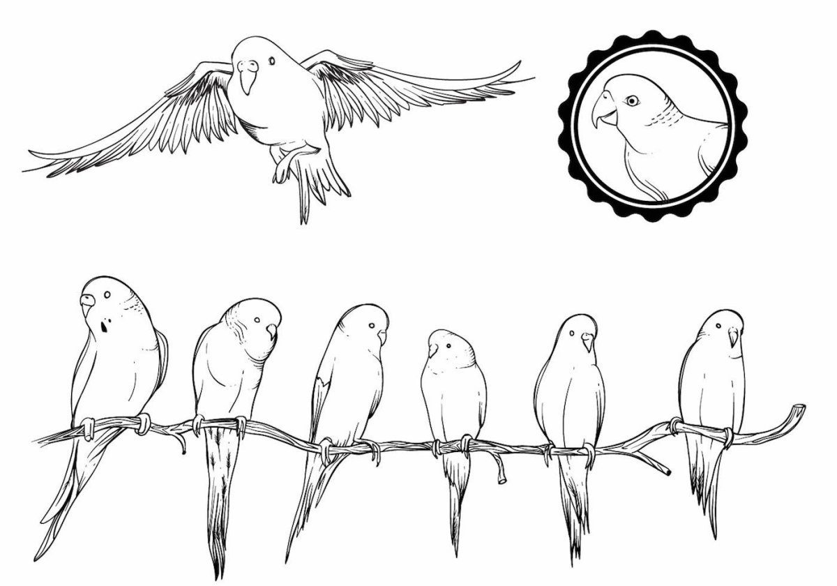 Маленькие попугаи рисунки