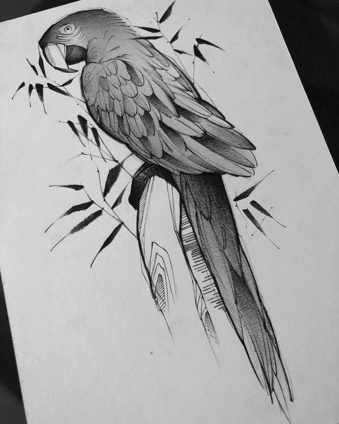 Попугай набросок карандашом