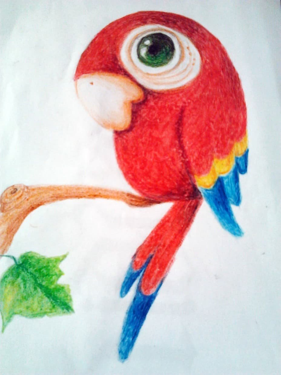 Попугай рисунок карандашом цветной