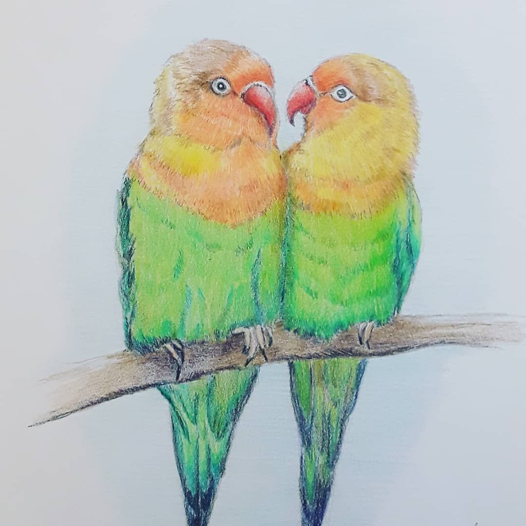 Картинки попугая для срисовки