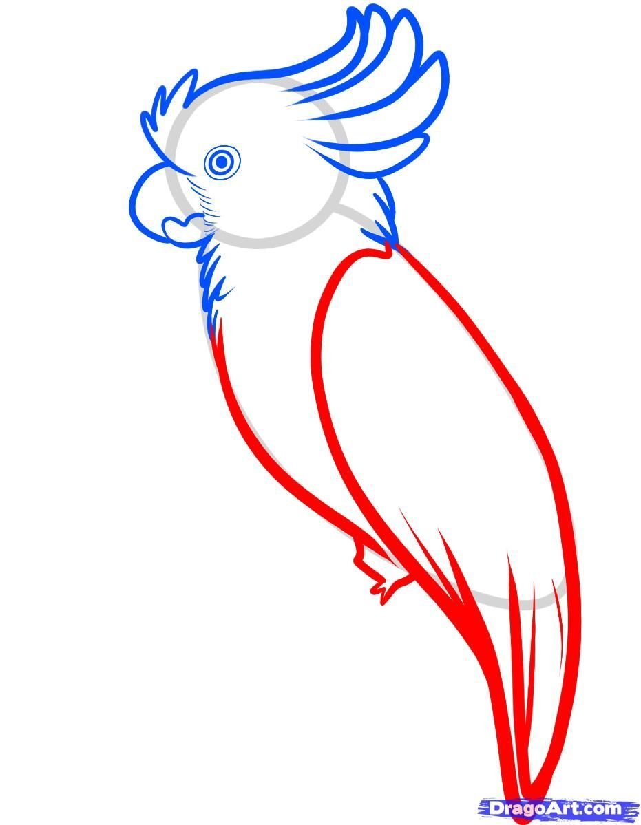 Рисунок попугая для срисовки