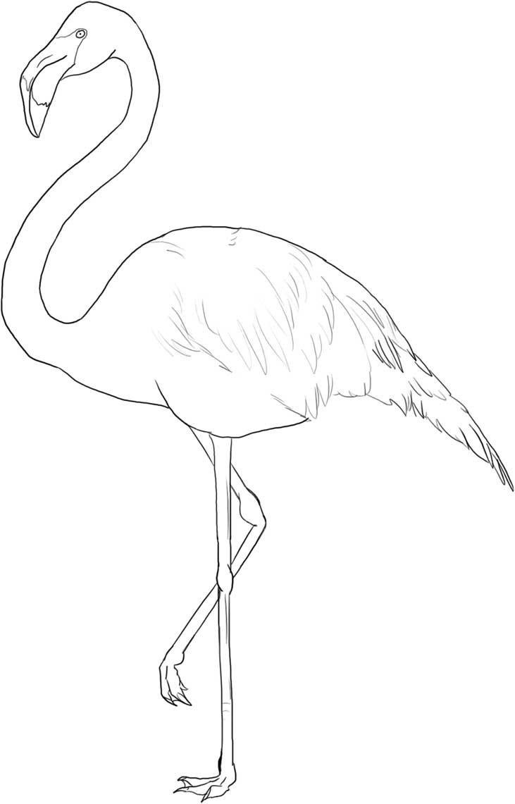 Фламинго для срисовки карандашом
