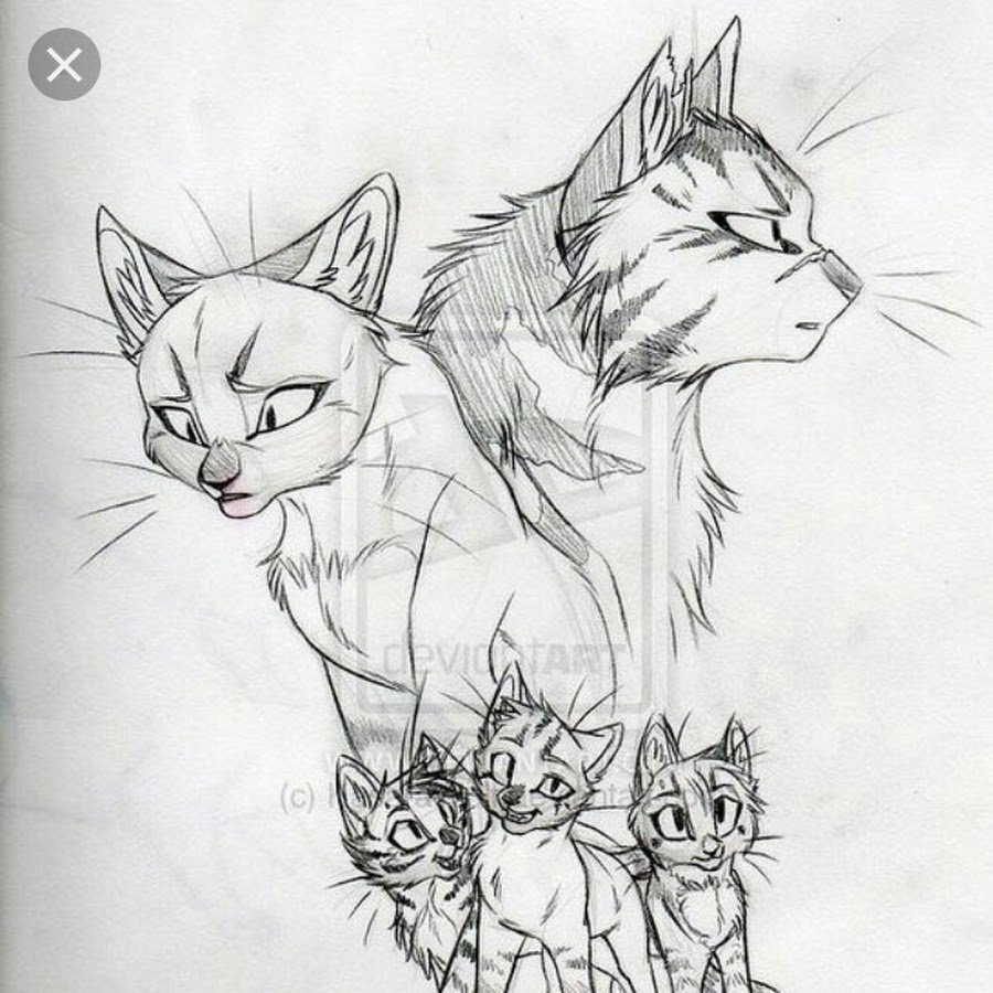 красивые картинки котов воителей для срисовки