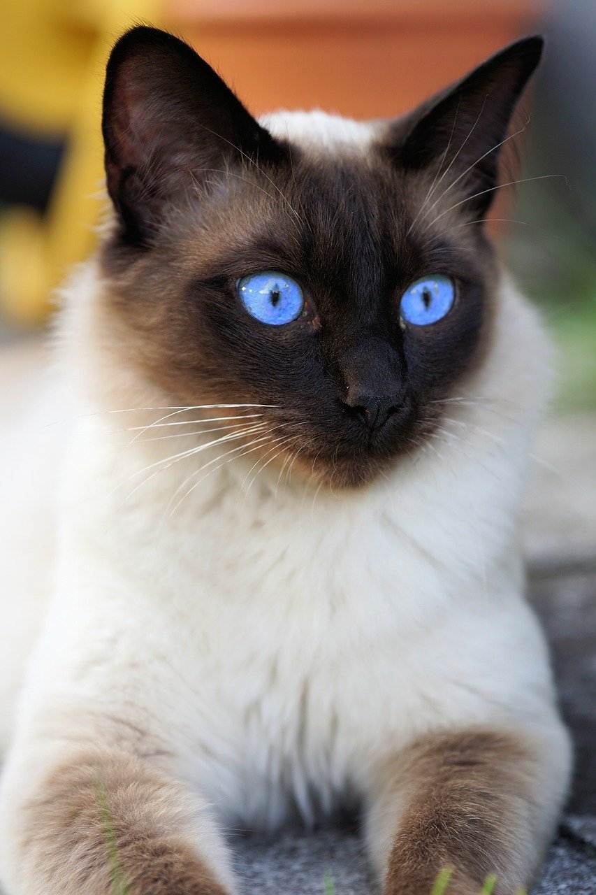 Как выглядит кот сиамский фото