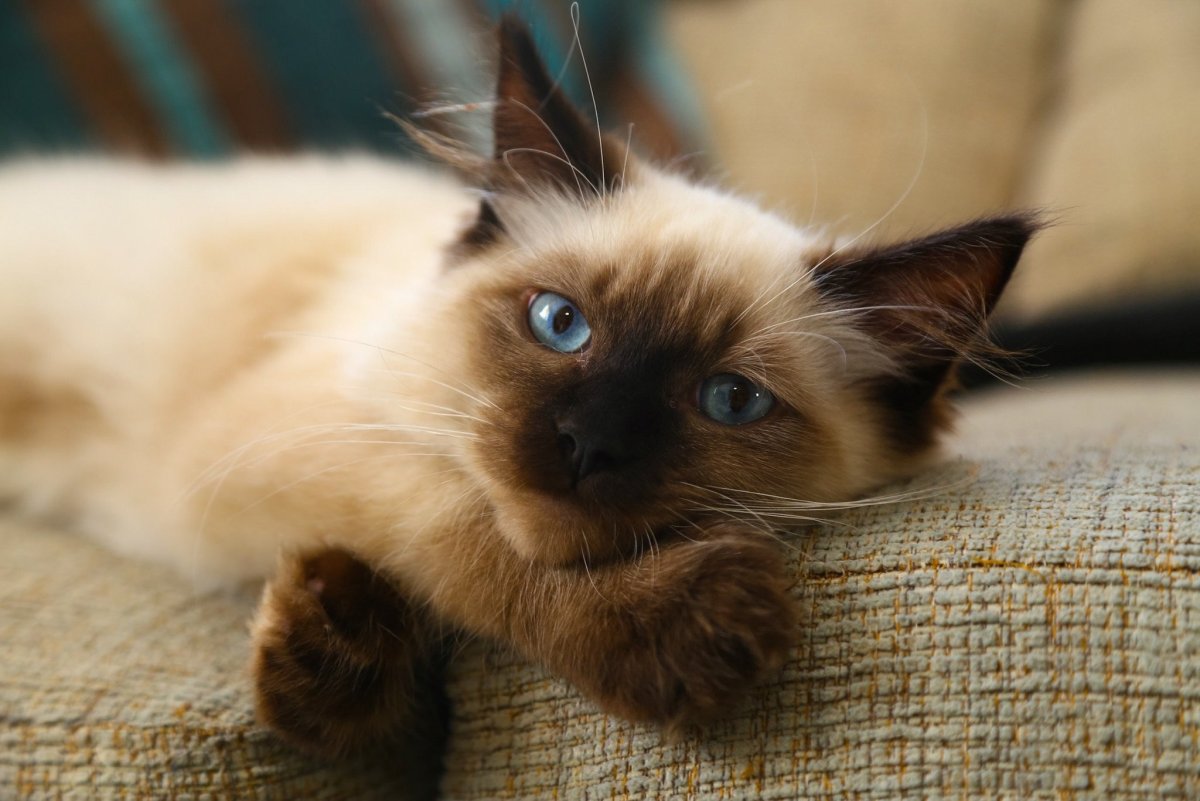 Красивый сиамский котенок