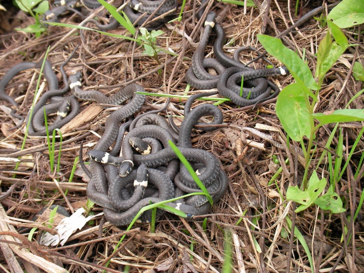 ядовитые змеи башкирии фото и названия