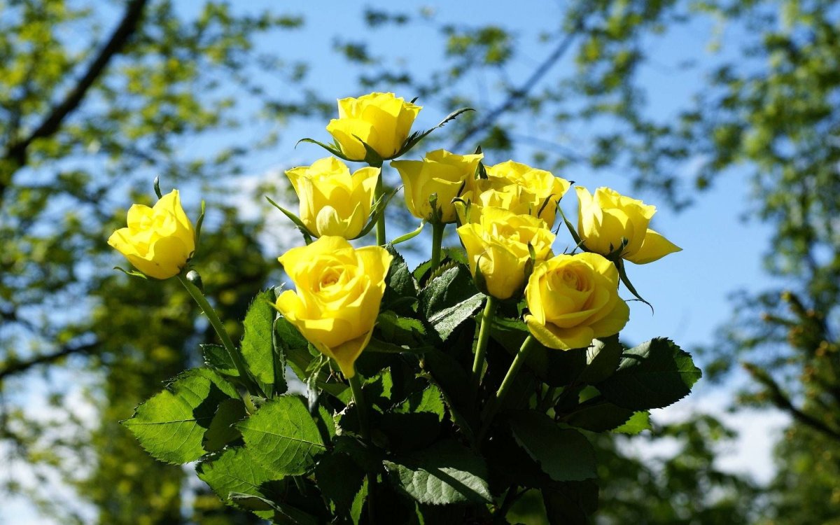 Роза раннецветущая желтая Голден