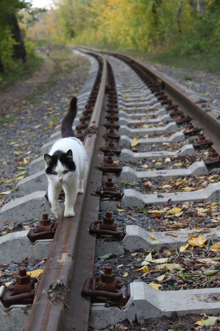 Животные на железной дороге