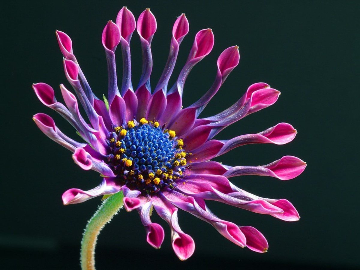 необычный цветок фото картинки