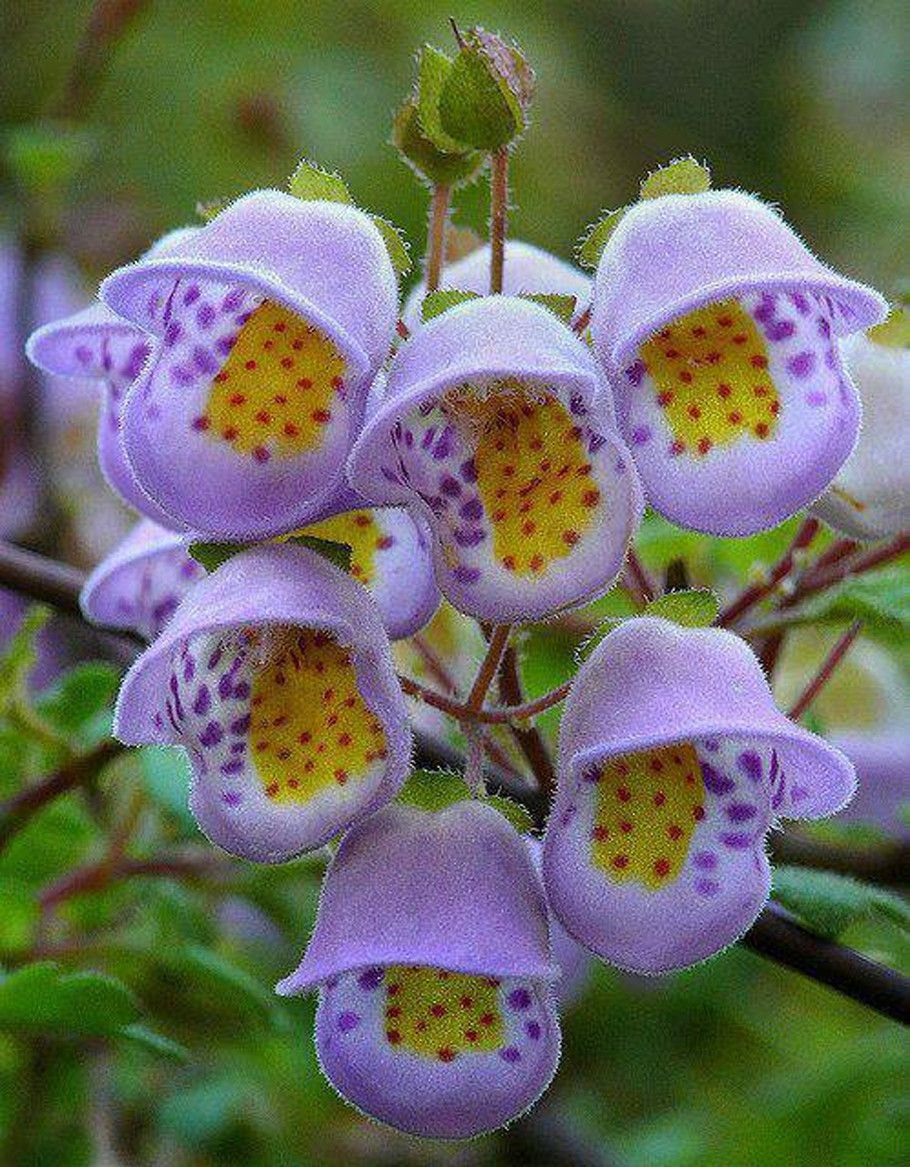 Jovellana punctata