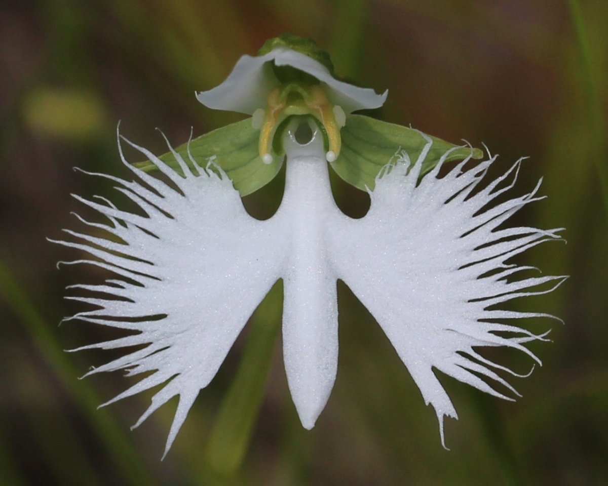 Орхидея хабенария Радиата