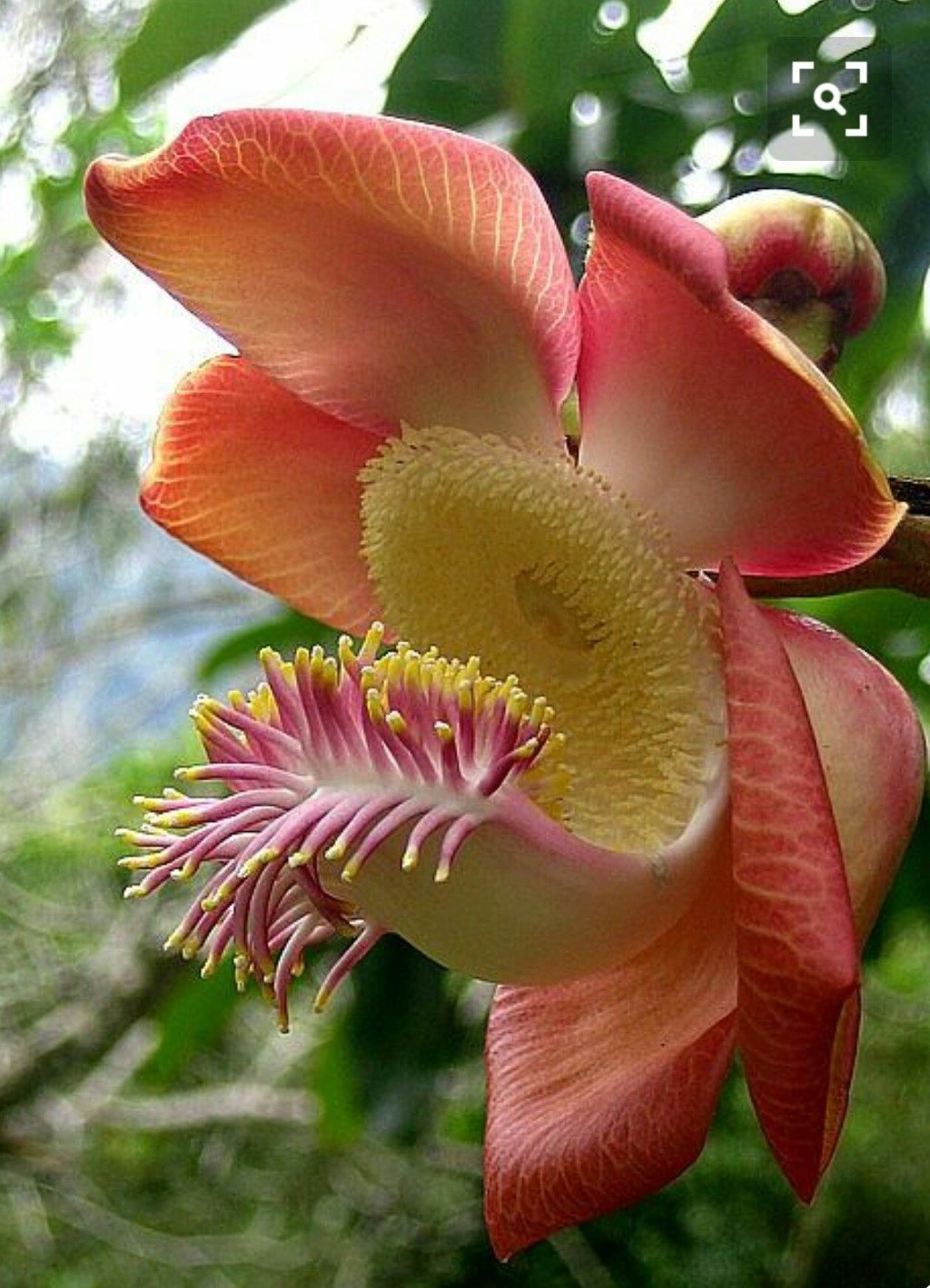 необычный цветок фото картинки