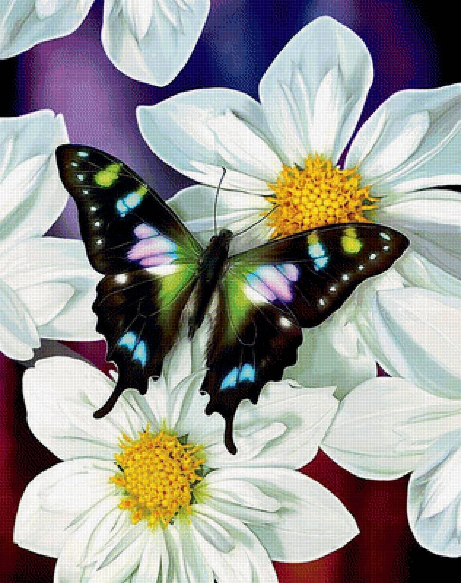 Красивые картинки с бабочками и цветами