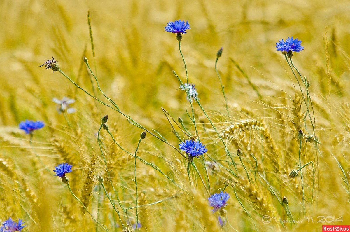 Пшеничное поле с васильками