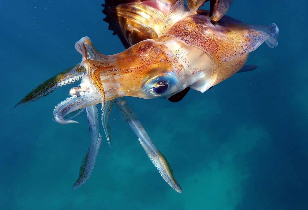 кальмар в средиземном море фото