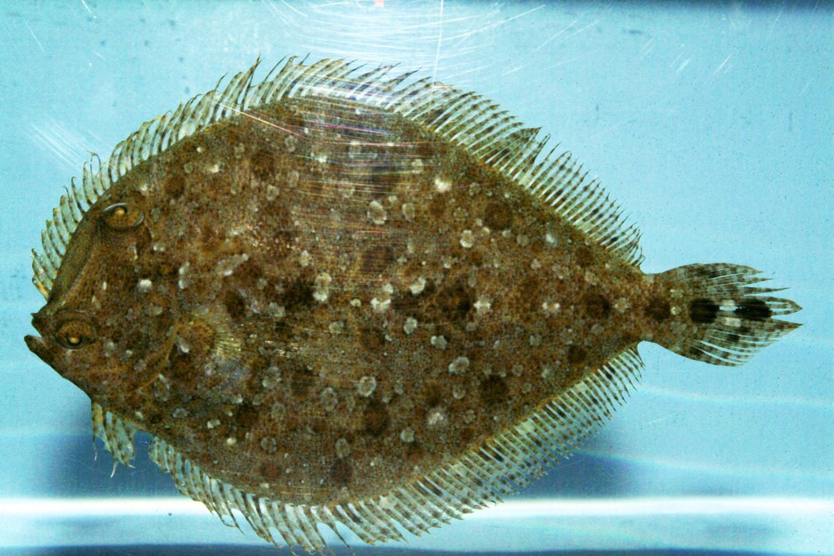 Flounder рыба камбала