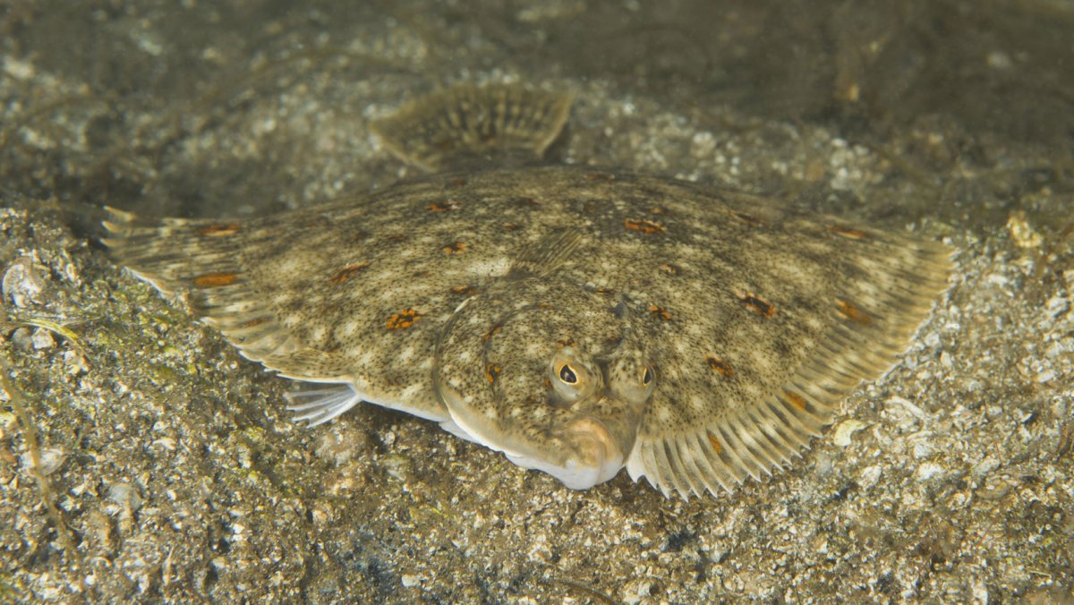 Камбала фото рыбы с головой