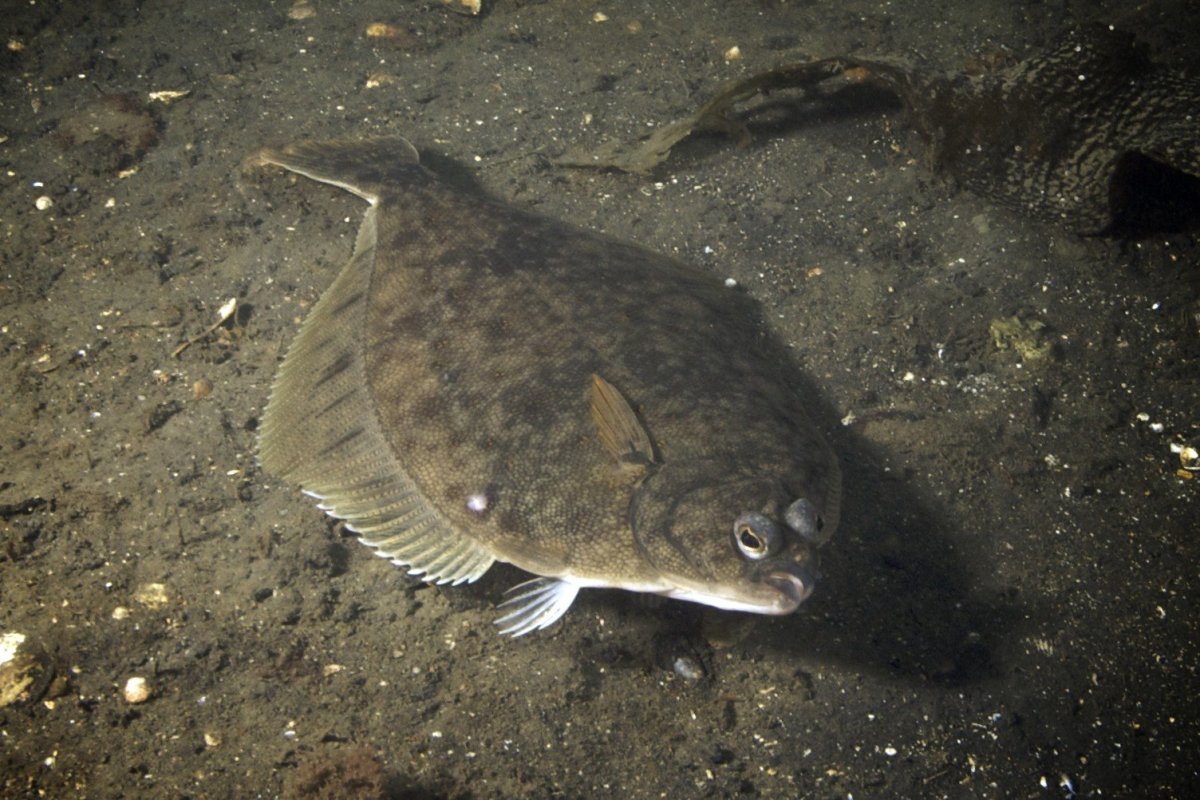 Рыба камбала фото живой рыбы