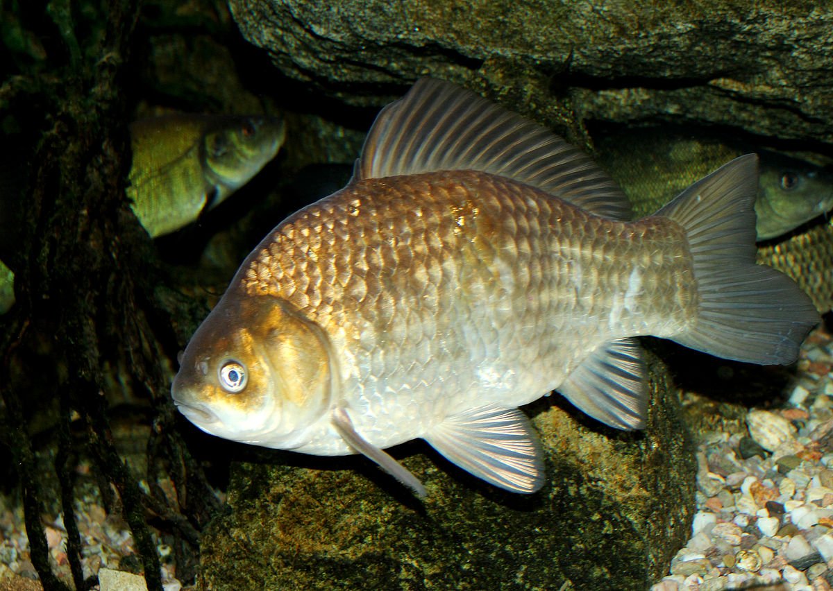 Пресноводные рыбы Краснодара