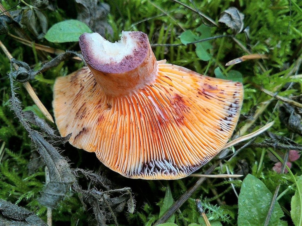 Рыжик Полукрасный гриб
