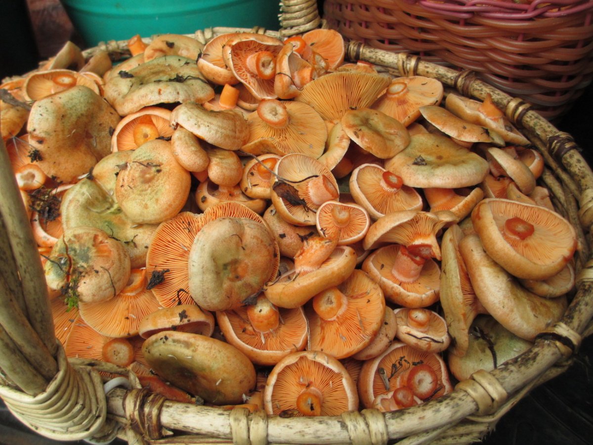 Соленые грибы рыжики, грузди