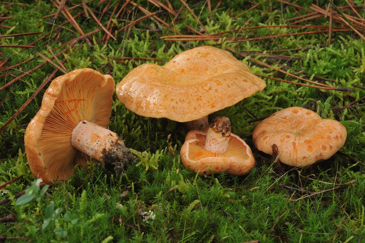 Рыжики нужно. Рыжики грибы. Рыжик еловый/еловик (Lactarius deterrimus);. Рыжики грибы фото. Рыжик настоящий.