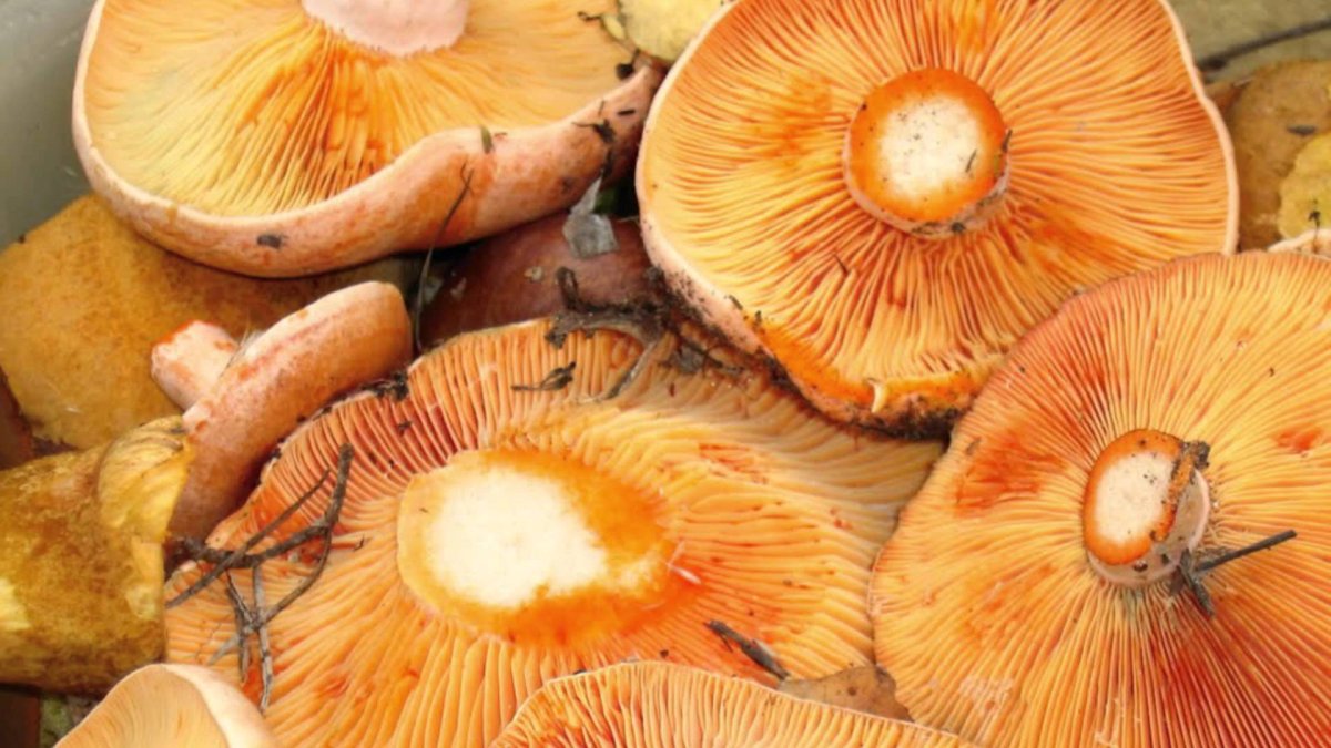 Рыжики грибы соленые