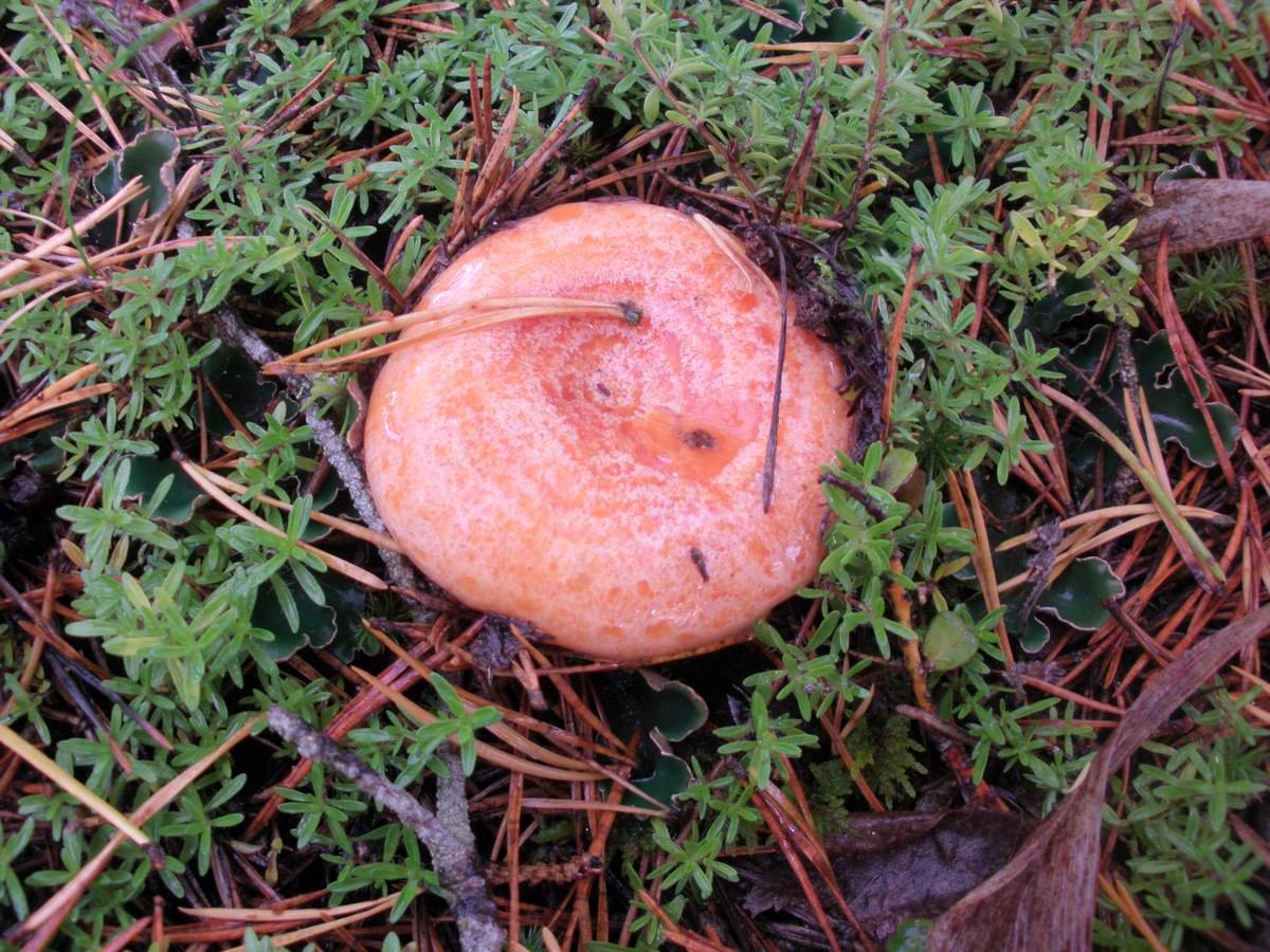 Красный Рыжик гриб