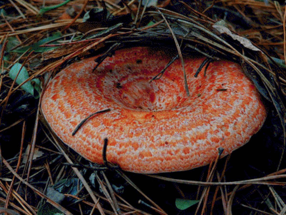 фото рыжиков грибов