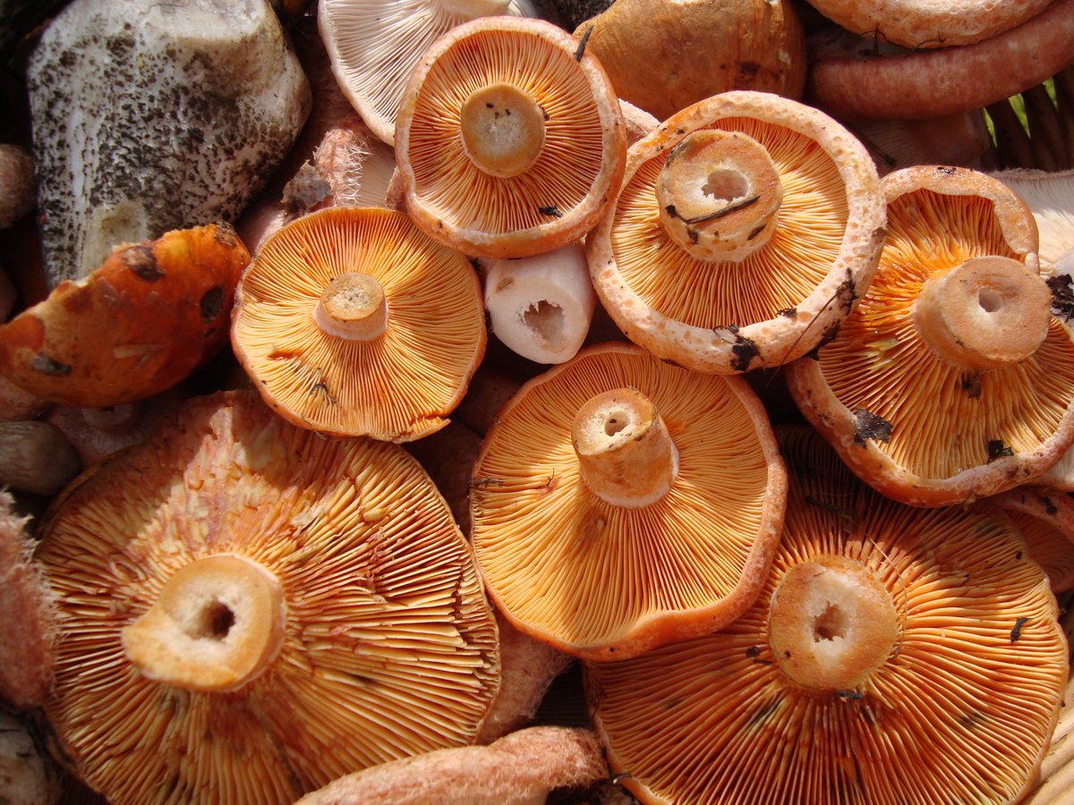 фото рыжиков грибов