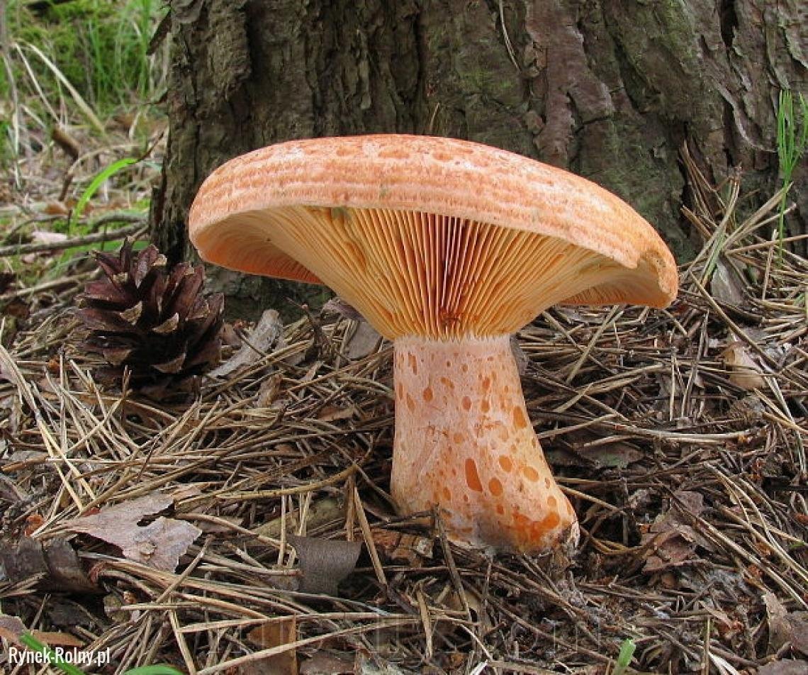 Рыжик обыкновенный гриб