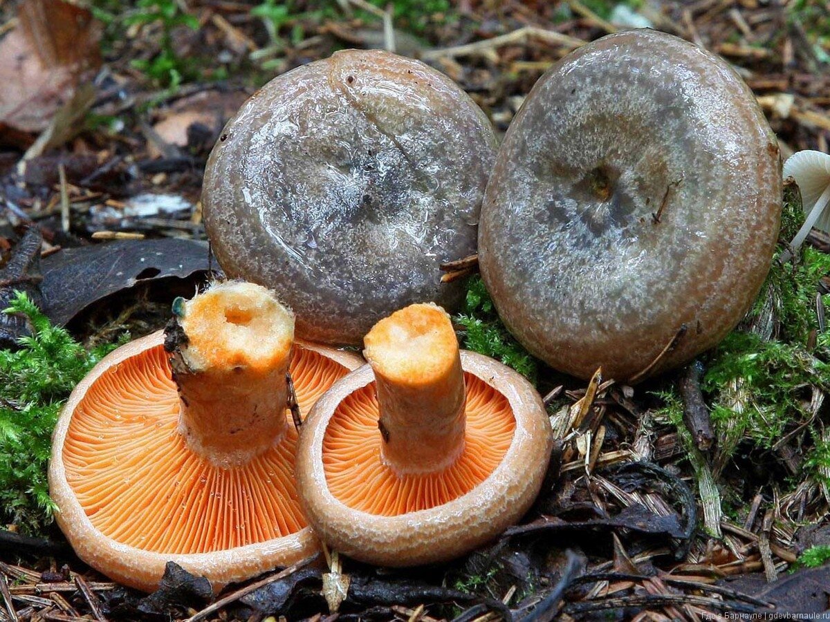 Рыжики грибы Царский гриб