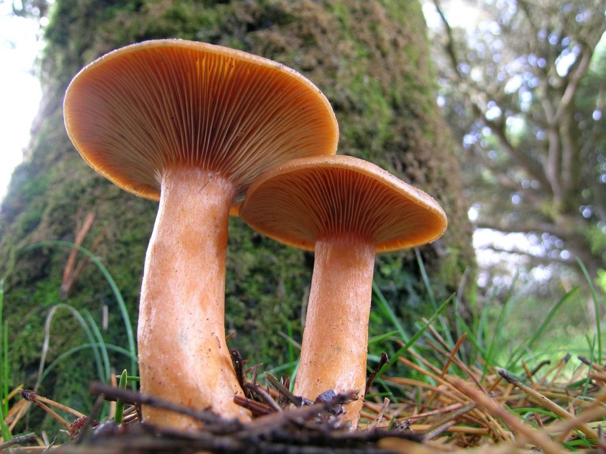 рыжики грибы фото съедобные