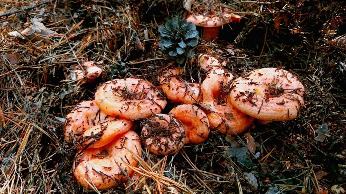 Рыжики грибы Лесные