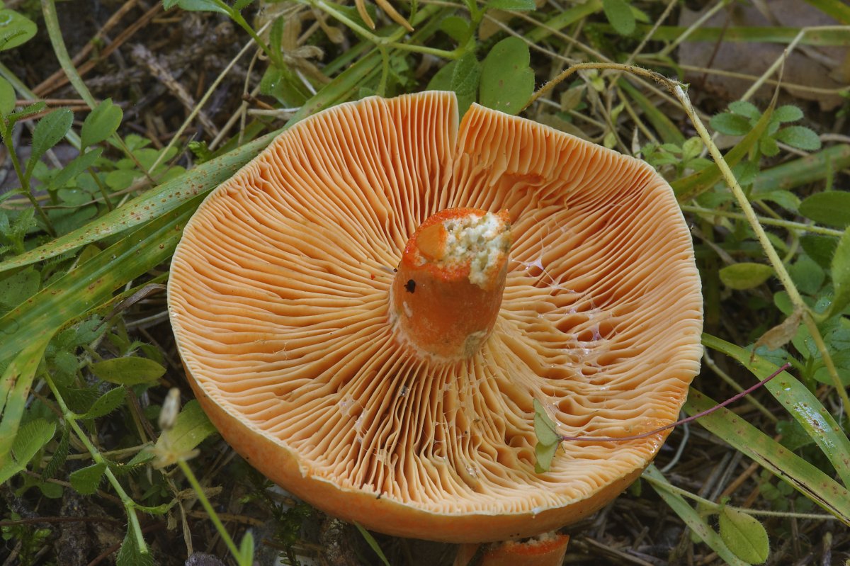 Царский гриб Рыжик