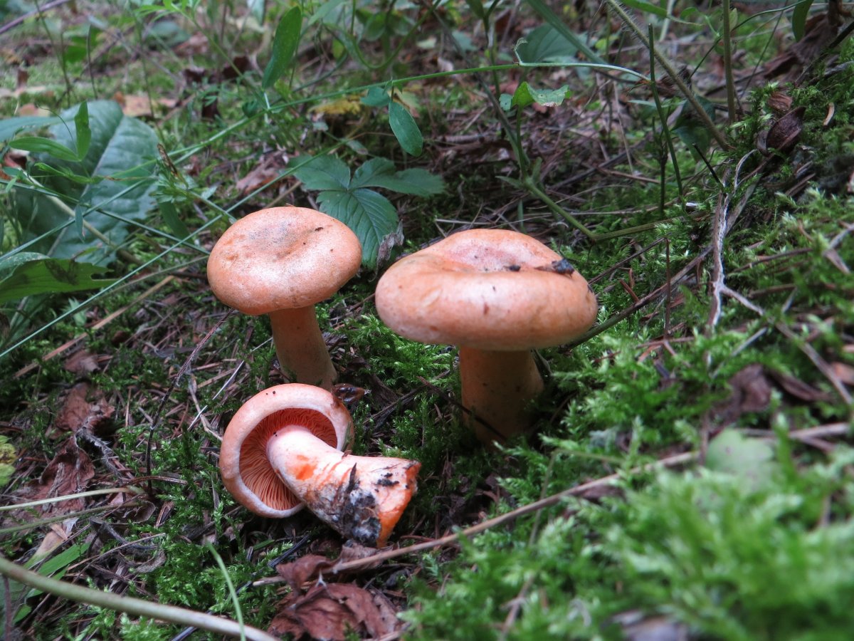 Рыжик Сосновый Боровой грибы