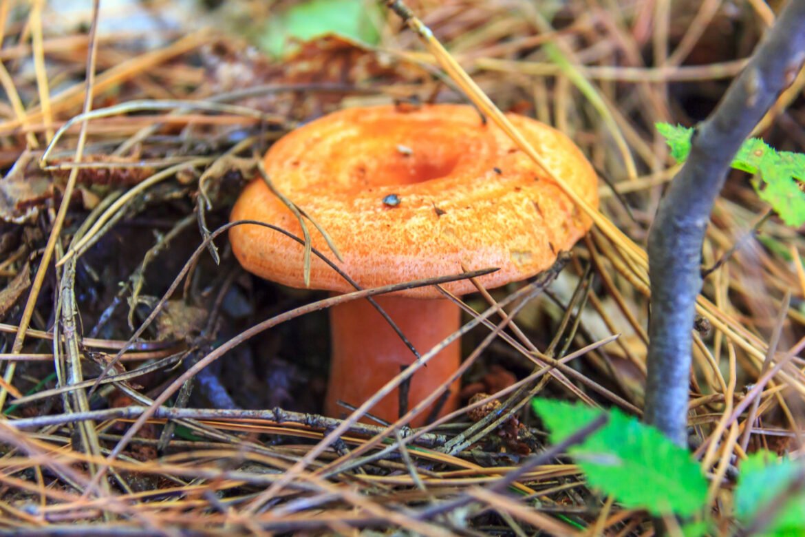 Рыжик гриб съедобный