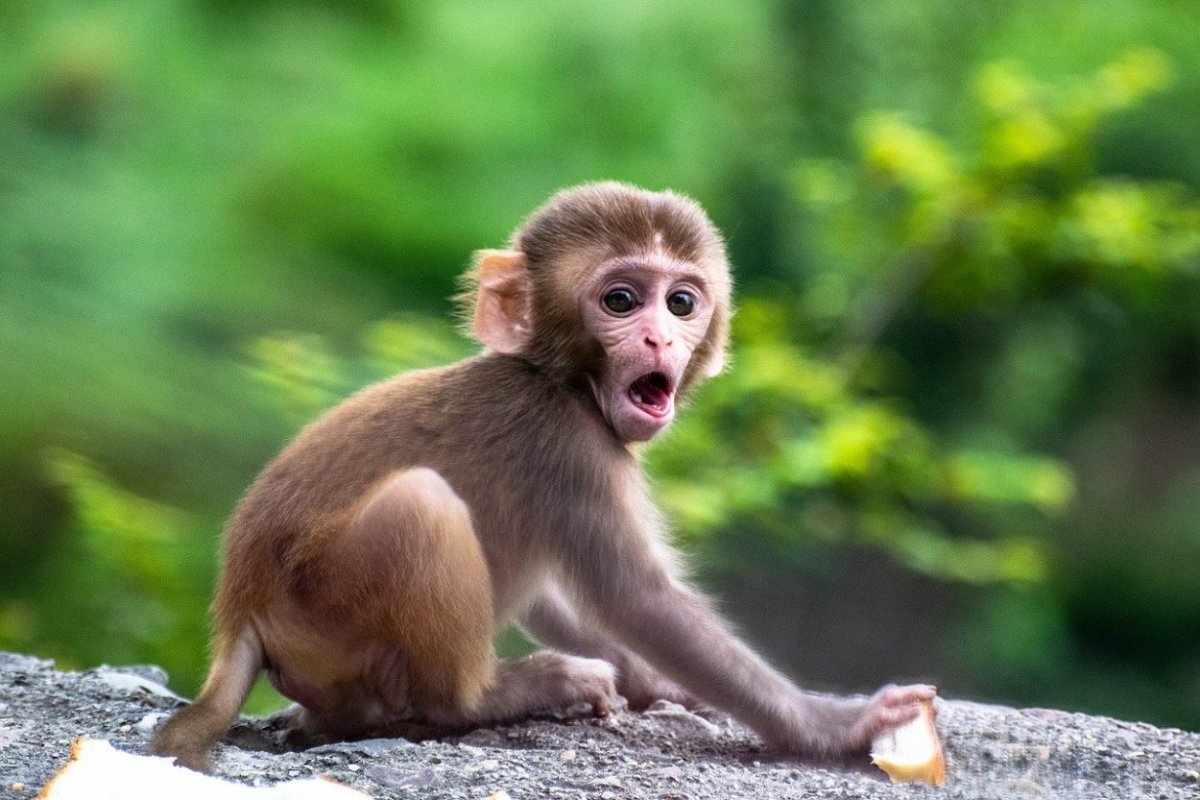 Фото обезьяны в хорошем качестве смешные