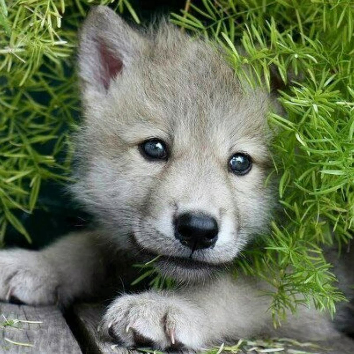 Cute wolves pictures
